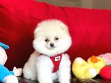 Sahibinden Orjinal Pomeranian Boo