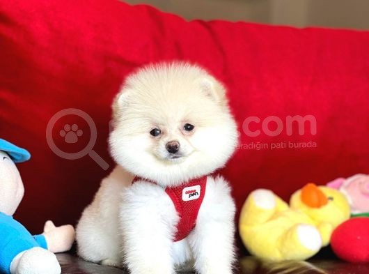 Sahibinden Orjinal Pomeranian Boo görsel