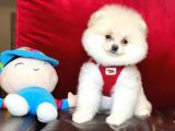 Sahibinden Orjinal Pomeranian Boo