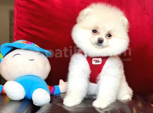 Sahibinden Orjinal Pomeranian Boo