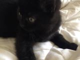 British Shorthair & Scotish Fold