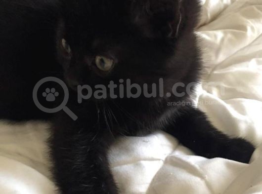 British Shorthair & Scotish Fold görsel