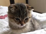 British Shorthair & Scotish Fold