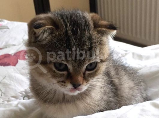 British Shorthair & Scotish Fold