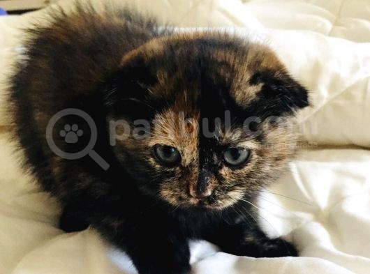 British Shorthair & Scotish Fold görsel