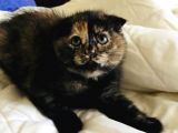 British Shorthair & Scotish Fold