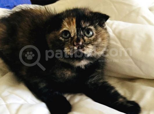 British Shorthair & Scotish Fold görsel