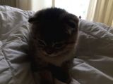 British Shorthair & Scotish Fold