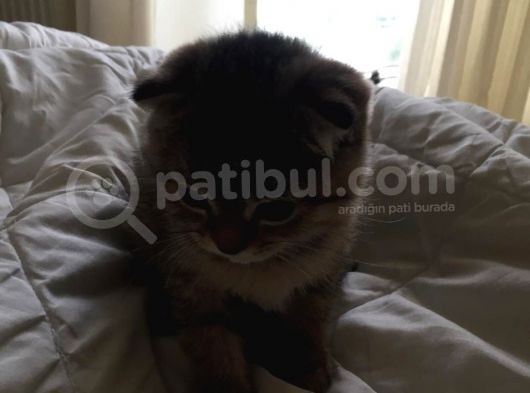 British Shorthair & Scotish Fold görsel