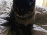 British Shorthair & Scotish Fold