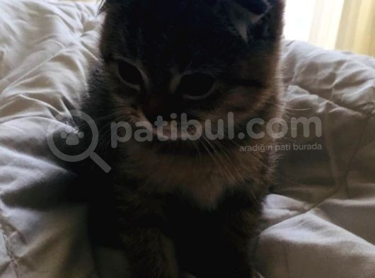 British Shorthair & Scotish Fold görsel