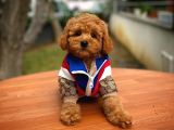 Show Kalite Toy Poodle Yavrularımız
