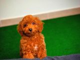 Tüy Dökülmesi  Olmayan Toy Poodle Yavrularımız