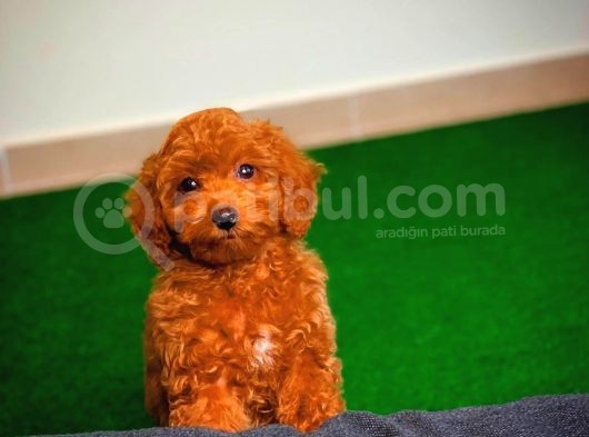 Tüy Dökülmesi  Olmayan Toy Poodle Yavrularımız görsel