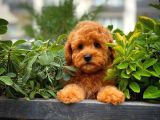 Show Kalite Toy Poodle Yavrularımız