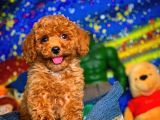 Tüy Dökülmesi  Olmayan Toy Poodle Yavrularımız