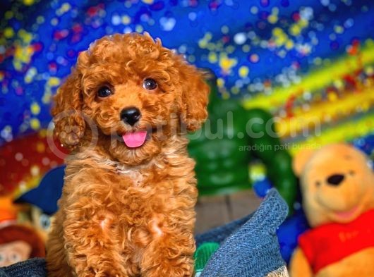 Tüy Dökülmesi  Olmayan Toy Poodle Yavrularımız görsel