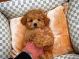 Show Kalite Toy Poodle Yavrularımız