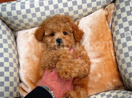 Show Kalite Toy Poodle Yavrularımız görsel