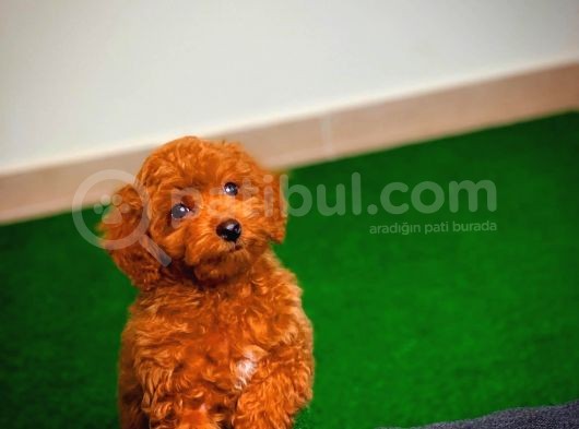 Tüy Dökülmesi  Olmayan Toy Poodle Yavrularımız görsel