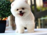 Safkan Pomeranian Yavrularımız