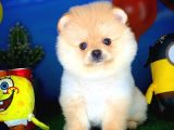 En İyi Kalıte Tcup Pomeranian Yavrularımız