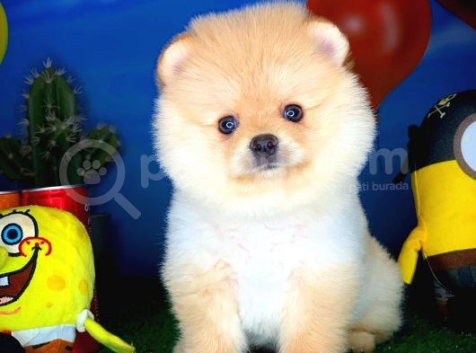 En İyi Kalıte Tcup Pomeranian Yavrularımız
