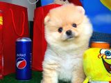 En İyi Kalıte Tcup Pomeranian Yavrularımız