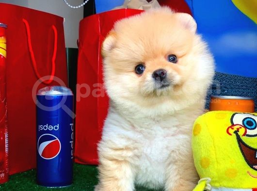 En İyi Kalıte Tcup Pomeranian Yavrularımız görsel