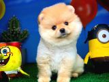 En İyi Kalıte Tcup Pomeranian Yavrularımız