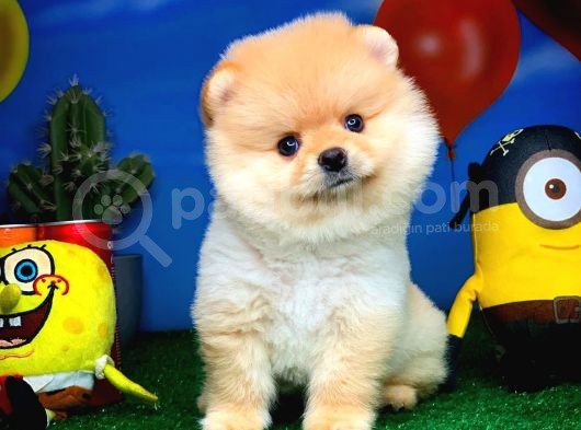 En İyi Kalıte Tcup Pomeranian Yavrularımız görsel