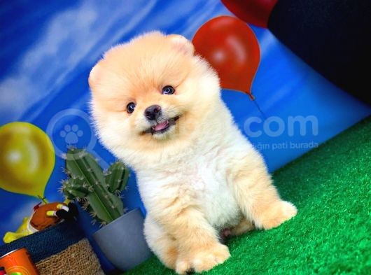 En İyi Kalıte Tcup Pomeranian Yavrularımız görsel