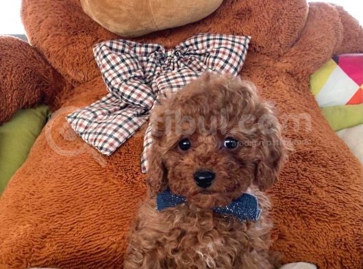 Çocuklarla Anlaşabılen En Iyı Irk Toy Poodle Yavrusu görsel