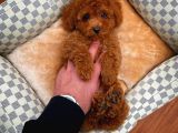 En İyi Kalite Tcup Toy Poodle  Yavrularımız