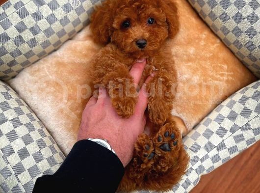 En İyi Kalite Tcup Toy Poodle  Yavrularımız görsel