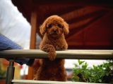 En İyi Kalite Tcup Toy Poodle  Yavrularımız