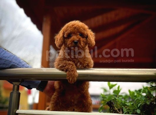 En İyi Kalite Tcup Toy Poodle  Yavrularımız görsel