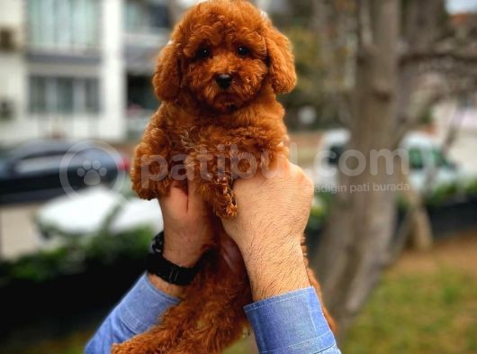 En İyi Kalite Tcup Toy Poodle  Yavrularımız görsel