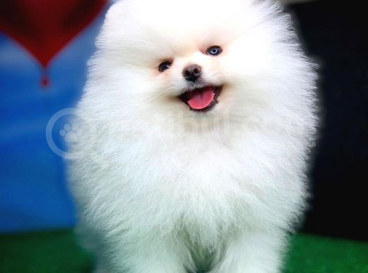 Tüy Dökülmesi Az Olan Pomeranian Yavrularımız