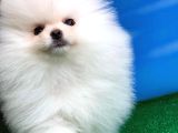Tüy Dökülmesi Az Olan Pomeranian Yavrularımız