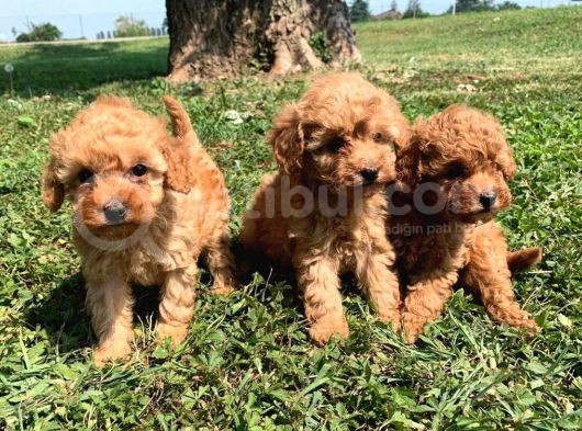Çocuklarla Anlaşabılen En Iyı Irk Toy Poodle Yavrusu görsel