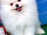 Tüy Dökülmesi Az Olan Pomeranian Yavrularımız