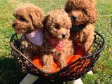 Çocuklarla Anlaşabılen En Iyı Irk Toy Poodle Yavrusu