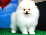 Tüy Dökülmesi Az Olan Pomeranian Yavrularımız