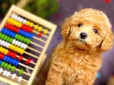 Muhteşem Teacup Boy Orjinal Toy Poodle