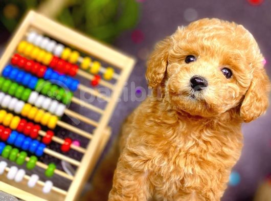 Muhteşem Teacup Boy Orjinal Toy Poodle görsel