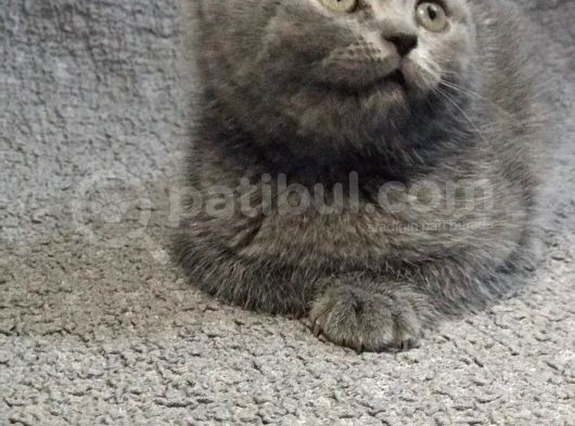Safkan Bri̇ti̇sh Shorthai̇r Erkek Yavrumuz