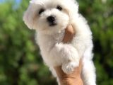 Irk ve Sağlık Garantili Maltese Terrier Yavrularımız