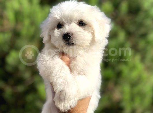 Irk Ve Sağlık Garantili Maltese Terrier Yavrularımız görsel