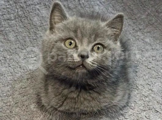 Safkan Bri̇ti̇sh Shorthai̇r Erkek Yavrumuz görsel